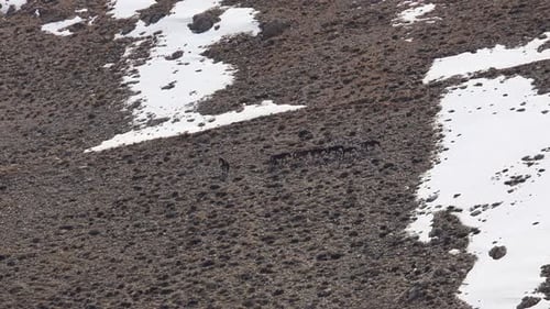 Wild Horses in Treeless Snowy Mountain