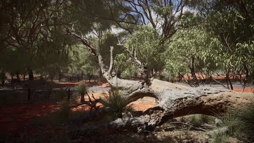 Lush Australian Bushland Forest Background Animation