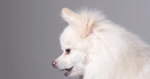 Fluffy White Dog Receives a Treat