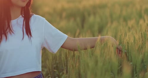 Young Woman is Stroking Rye Ears Walking on Beautiful Agricultural Field in Sunset Prores