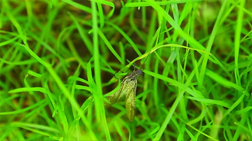 Insect Resting on Green Grass Blades
