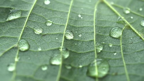 Water Droplets on a Lush Green Leaf
