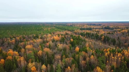 Autumn In The Forest 42