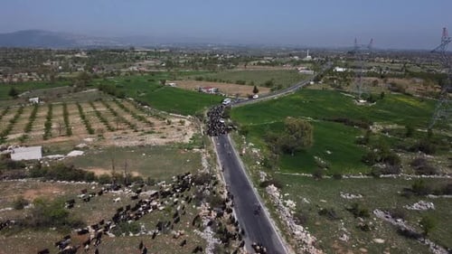 Aerial View of Sheep and Goats Herding on Road