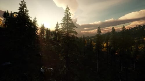 Pine Forest with the Last of the Sun Shining