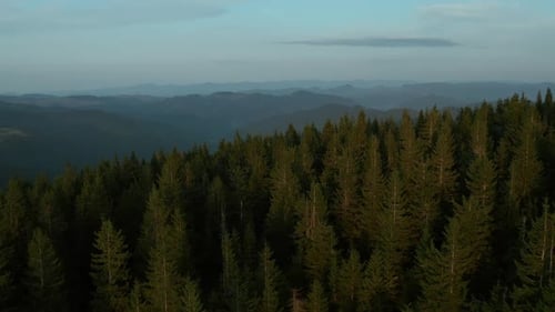 Drone Amazing Mountain Landscape View Charming Green Spruce Trees Growing