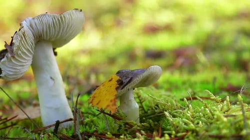 White Mushrooms Growing in a Green Mossy Forest