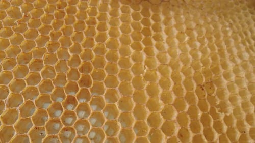 Close Up of Honeycomb with Bee and Blossoms