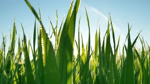 Long Green Stems of Grass with Dewdrops Against Sunrise