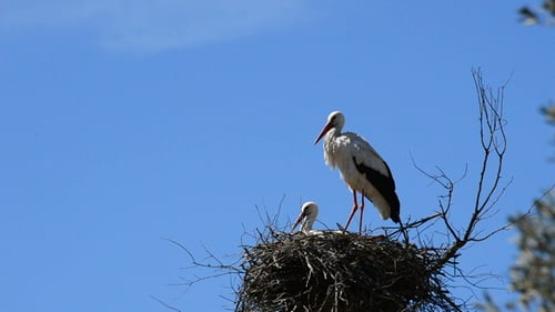 Störche im Nest
