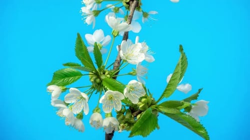 Cherry Blossom Timelapse on Mint