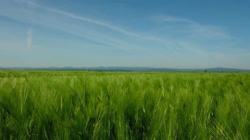 Grünes reifes Weizenfeld