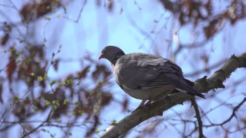 Pigeon Perched on Branch in Tree