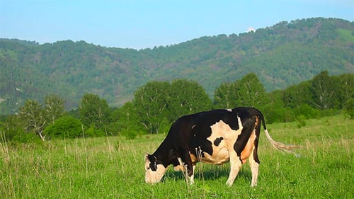 Grazing ?ow