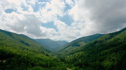 Aerial Drone View. Green Pine Forest with Canopies of Spruce Trees in Summer Mountains. V4