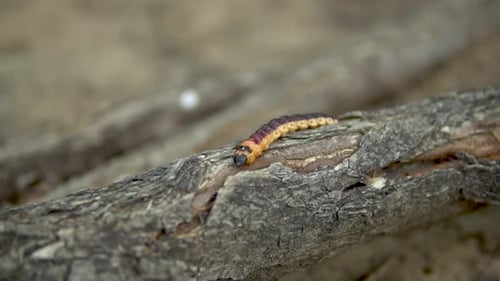 Langsam kriecht große Raupe auf einem Ast