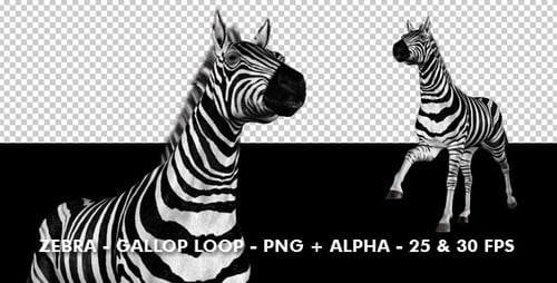 Animated 3D Zebra Walking Loop with Alpha Channel