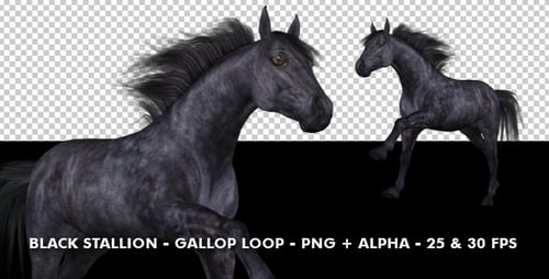 Animated Black Horse Galloping Loop with Alpha Channel