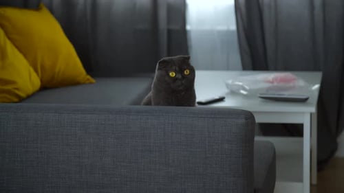 Scottish Fold Cat on Sofa