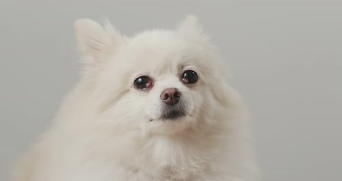Pomeranian dog get angry
