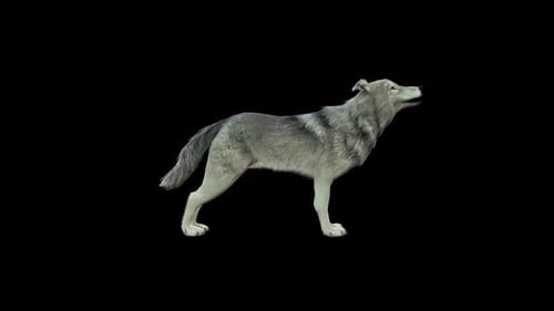 Gray Wolf Howling 3D Animation