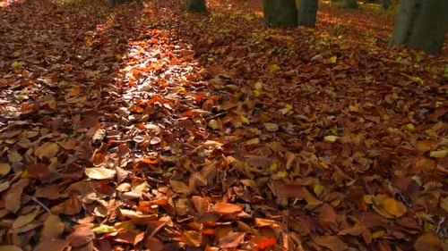 Forêt et automne