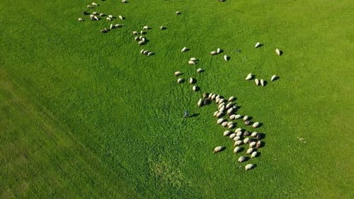 Shepherds grazing flock of sheep on green meadow