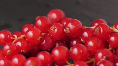 Red Currants Berry in Studio Macro Close Up Shot, Fresh Garden Berries Redcurrants