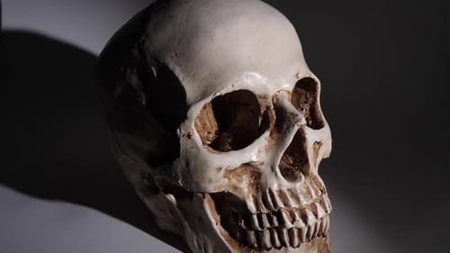 Human Skull