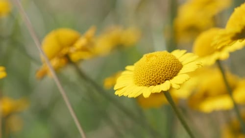Shallow DOF golden marguerite beautiful plant 4K 2160p 30fps UltraHD footage - Close-up of yellow A