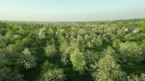 Luftaufnahme des blühenden Kirschgartens