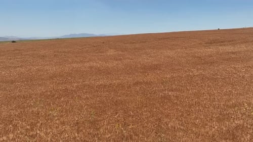 Wheat Field Aerial