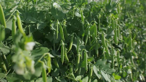 Fresh Green Peas Growing In The Garden