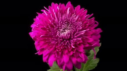 Pink Chrysanthemum Flower Blooming on Black Background