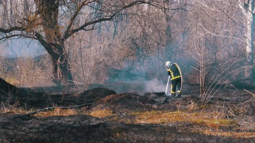 Firefighter in Equipment Extinguish Forest Fire with Fire Hose. Wood, Spring Day