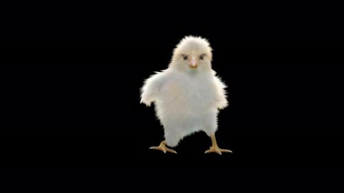 Cute Little Chick Dancing with Alpha Channel