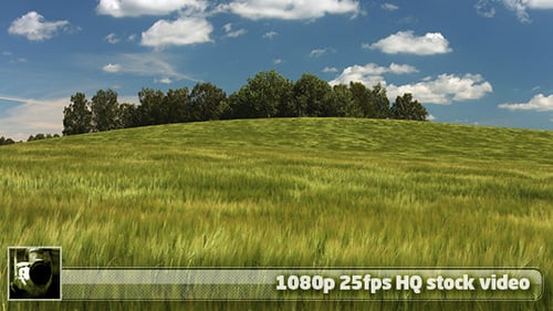 Young Rye Field 1