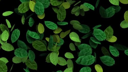 Green Leaves Falling