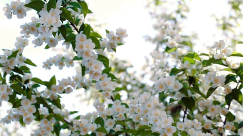 Blooming Apple Tree With Bright Sun Flare