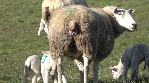 Moutons avec leurs agneaux nouveau-nés pendant la saison de l'agnelage