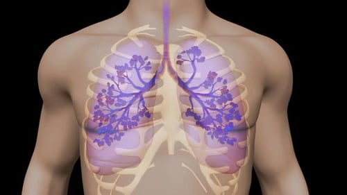 3D Animation of Human Lungs and Respiratory System