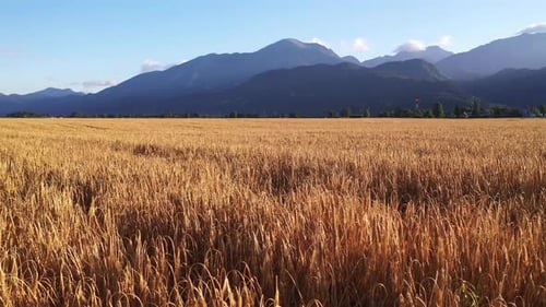 Wheat field in the summer