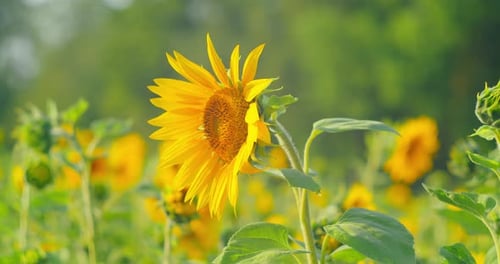 Sunflower Field in a Beautiful Evening Sunset