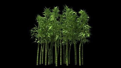 Swaying Green Bamboo Trees with Alpha Channel