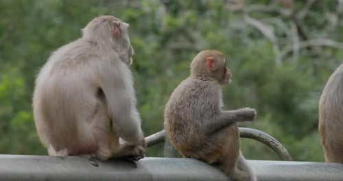 Singe sauvage dans la forêt