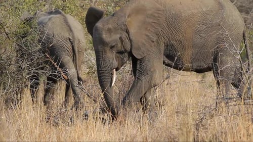 Elephants Eating in the African Savannah