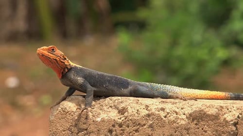 Orangenköpfige Eidechse auf einem Felsen an der Kapküste