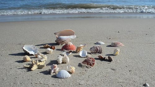 Cockleshells 21