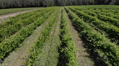 Luftaufnahme von Weinbergen
