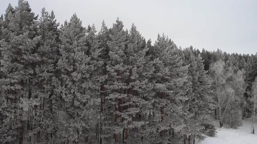 Aerial View of Snow-Covered Forest in Winter